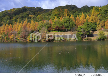 東広島市鏡山公園メタセコイアの紅葉と池の鴨 東広島市鏡山公園メタセコイアの紅葉と池の鴨 127068692