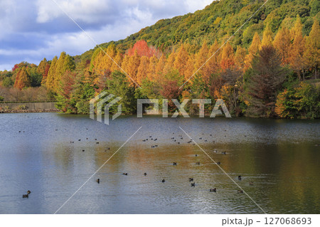 東広島市鏡山公園メタセコイアの紅葉と池の鴨 東広島市鏡山公園メタセコイアの紅葉と池の鴨 127068693
