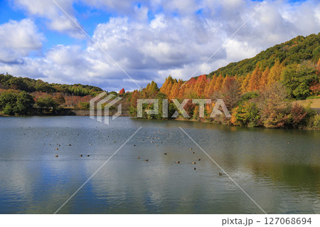 東広島市鏡山公園メタセコイアの紅葉と池の鴨 127068694