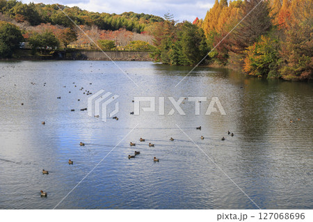 東広島市鏡山公園の紅葉と池の鴨 127068696