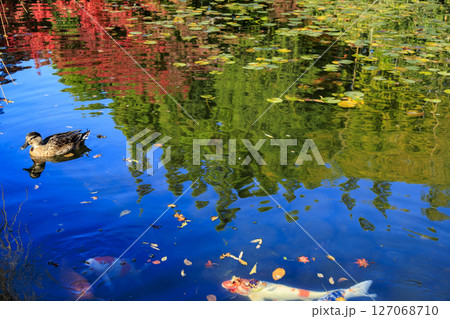 三原市三景園の紅葉を映す池を泳ぐ鴨と鯉 127068710