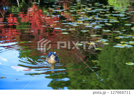 三原市三景園の紅葉を映す池を泳ぐ鴨と鯉 127068711