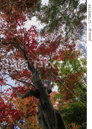 三原市三景園のカラフルな紅葉の森 127068724