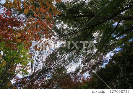 三原市三景園のカラフルな紅葉の森 127068725