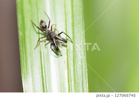 獲物を獲ったアリグモ（オス） 127068748
