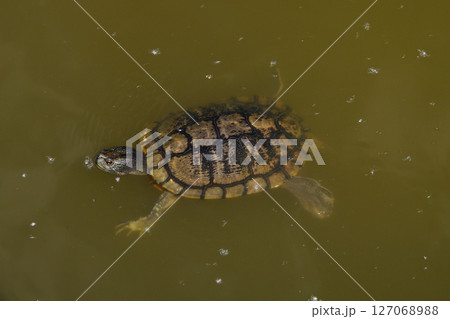 池で泳ぐ亀 127068988