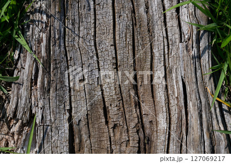 古木の表面 古木の表面 127069217
