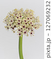 アリウムの花【allium】 127069232