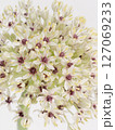 アリウムの花【allium】 127069233