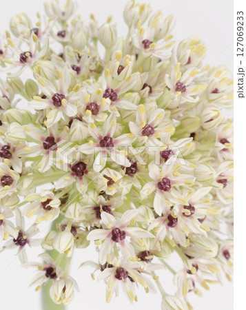 アリウムの花【allium】 127069233
