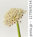 アリウムの花【allium】 127069234