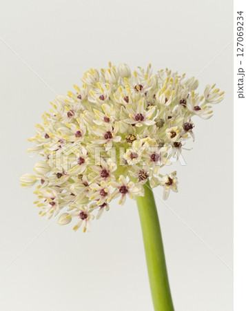 アリウムの花【allium】 アリウムの花【allium】 127069234