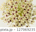 アリウムの花【allium】 127069235