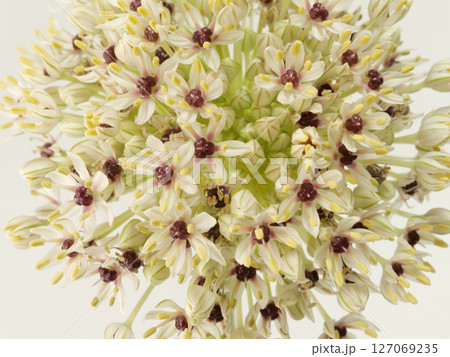 アリウムの花【allium】 127069235