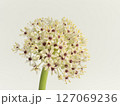 アリウムの花【allium】 127069236