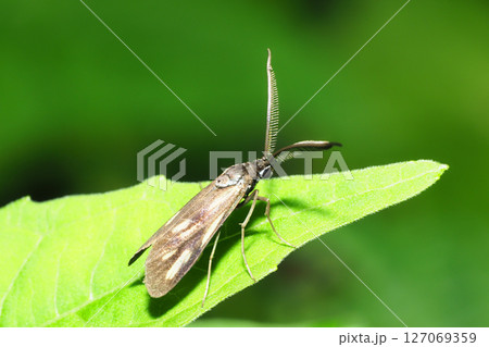 キスジホソマダラ（オス） 127069359