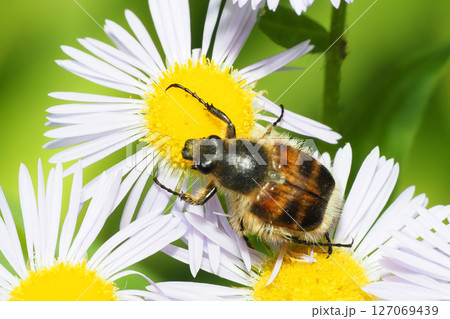ヒメジョオンの花に乗るヒメトラハナムグリ 127069439