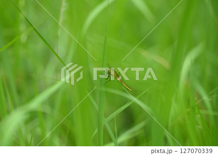 ハラビロトンボ（腹広蜻蛉） 127070339