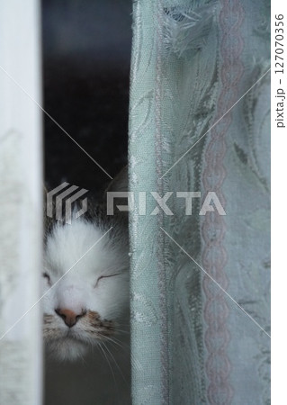 目をつぶる猫 127070356