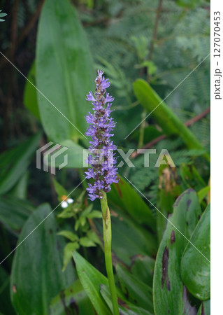 Pontederia cordata, common name pickerelweed or pickerel weed 127070453