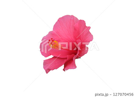 Pink Hibiscus flowers Pink Hibiscus flowers 127070456