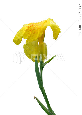 Yellow canna lily or Edible canna flower Yellow canna lily or Edible canna flower 127070457