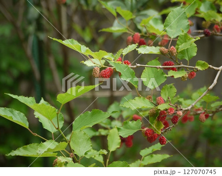 庭木のクワの実 127070745