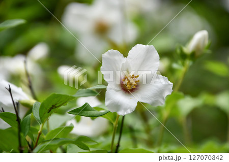 セイヨウバイカウツギ「ベル・エトワール」Mock orange 'Belle etoile' 127070842