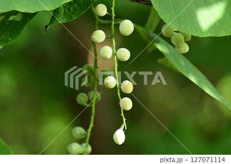 垂れ下がるセッコウボクの白い実 127071114