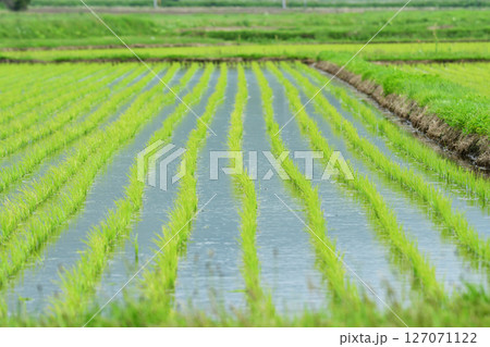 田植えが済んだ田んぼ 127071122