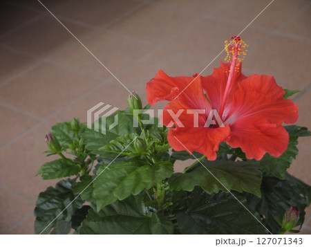 ハイビスカスの花 127071343