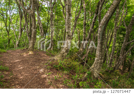 賤ケ岳の雑木林 賤ヶ岳ハイキングコース 滋賀県長浜市 賤ケ岳の雑木林 賤ヶ岳ハイキングコース 滋賀県長浜市 127071447