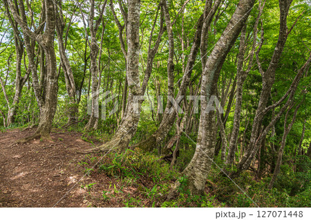 賤ケ岳の雑木林　賤ヶ岳ハイキングコース　滋賀県長浜市 127071448