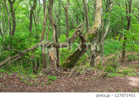 賤ケ岳の雑木林　滋賀県長浜市 127071451