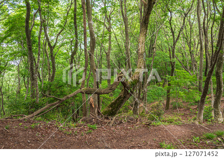 賤ケ岳の雑木林　賤ヶ岳ハイキングコース　滋賀県長浜市 127071452