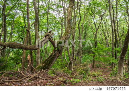賤ケ岳の雑木林 滋賀県長浜市 賤ケ岳の雑木林 滋賀県長浜市 127071453