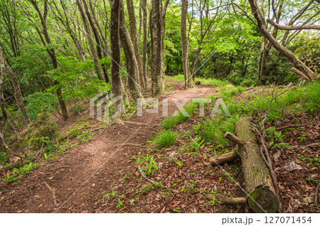 賤ケ岳の雑木林　賤ヶ岳ハイキングコース　滋賀県長浜市 127071454