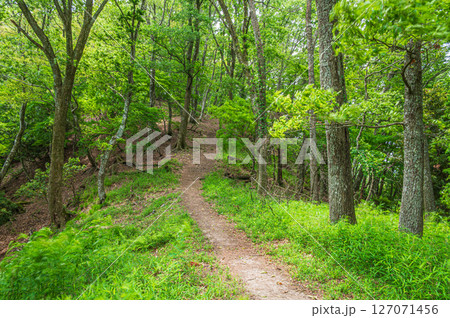 賤ケ岳の雑木林　賤ヶ岳ハイキングコース　滋賀県長浜市 127071456