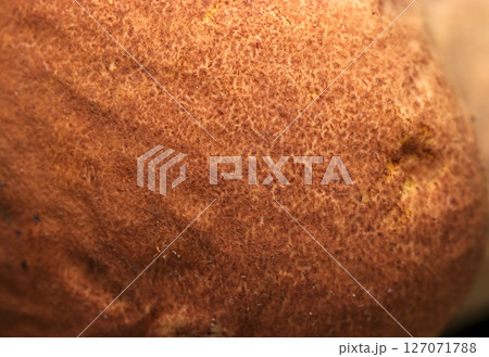 上質な食パンのようにフワフワと柔らかいノウタケキノコの外皮アップ（自然環境下マクロ撮影） 127071788