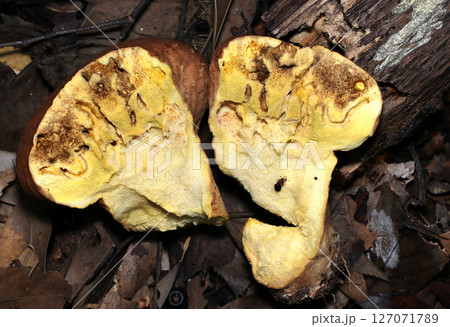 ノウタケキノコを半割にしたマシュマロ状の柔らかい内部・虫食い痕あり（自然環境下マクロ撮影） 127071789