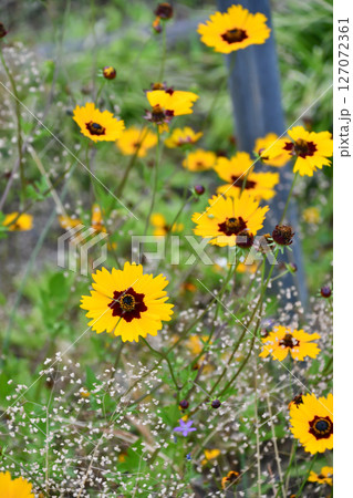 キンケイギク Coreopsis キンケイギク Coreopsis 127072361