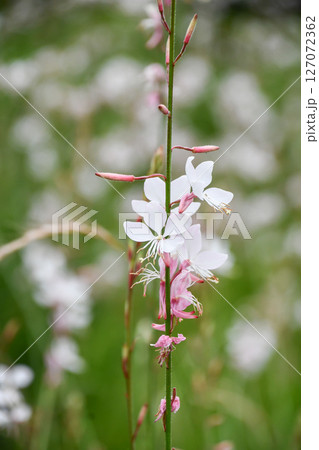 ガウラ(ヤマモモソウ) White Gaura ガウラ(ヤマモモソウ) White Gaura 127072362