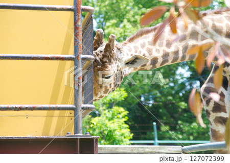 餌の葉を食べるキリン 餌の葉を食べるキリン 127072399
