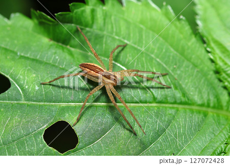 縞模様入りのイオウイロハシリグモ（自然環境下ストロボマクロ撮影） 127072428