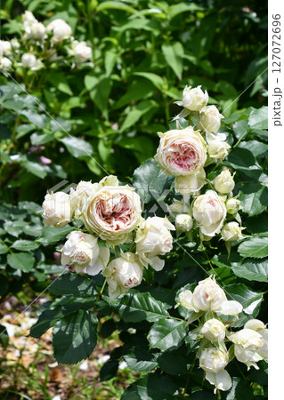バラ「パシュミナ」 Rose 'Pashmina' バラ「パシュミナ」 Rose 'Pashmina' 127072696