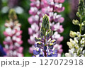 ルピナスルピナス 127072918