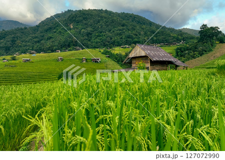 Vibrant landscape of rice step fields in the mountainous region of northern Thailand showing traditional Asian agriculture, rural culture, and tropical farming in a peaceful village environment 127072990