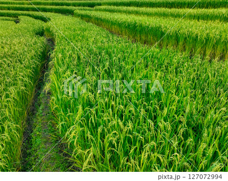 Aerial view of green rice terraces arranged in curved lines on mountain slopes. Harmony in nature, traditional farming methods, and sustainable agriculture in rural. Eco travel. Sustainable farming. 127072994