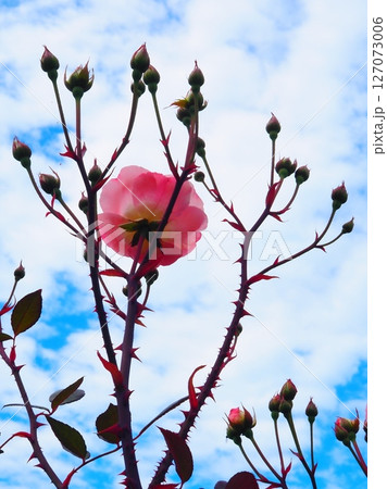 棘も葉も美しい薔薇（afポ120250604092850） 127073006