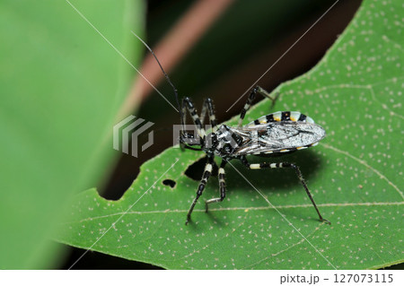 モノクロ、白黒縁取りが陣羽織のようなおしゃれなシマサシガメ成虫(自然環境下ストロボマクロ撮影) モノクロ、白黒縁取りが陣羽織のようなおしゃれなシマサシガメ成虫(自然環境下ストロボマクロ撮影) 127073115
